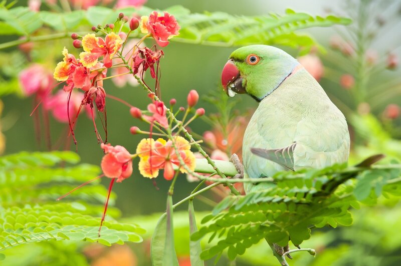 Green Parrot on Branch — Serene, Afternoon