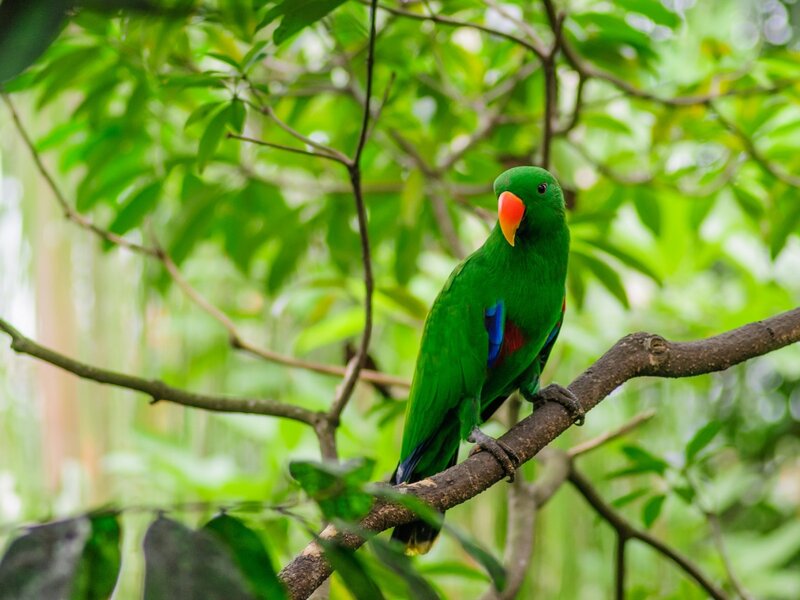 Green Parrot on Branch — Serene, Photograph