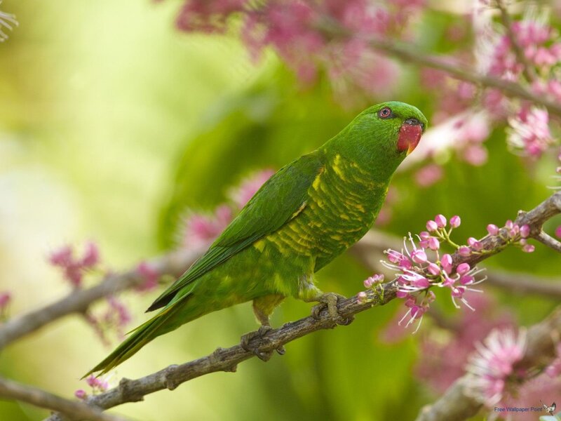 Green Parrot on Branch — Serene, Spring, Photograph