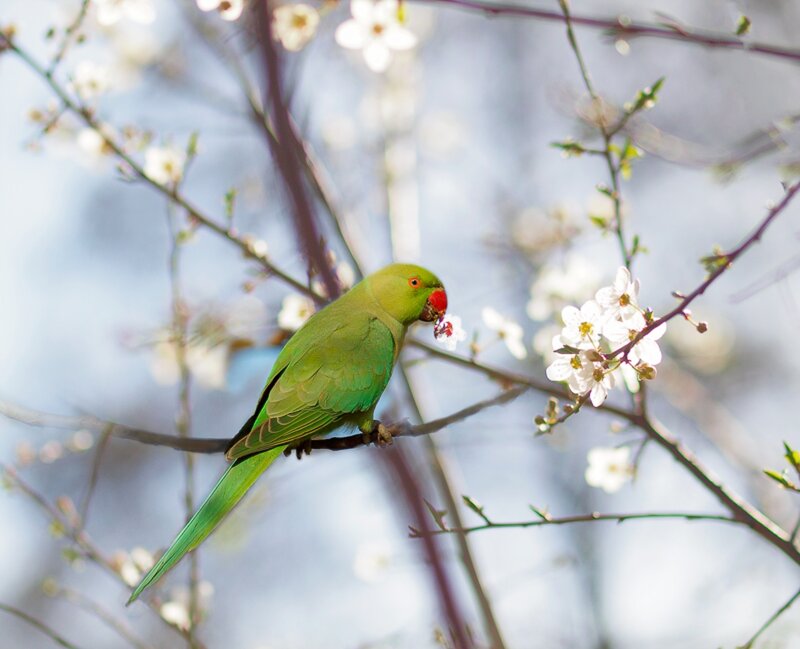 Green Parrot on Branch — Serene, Spring