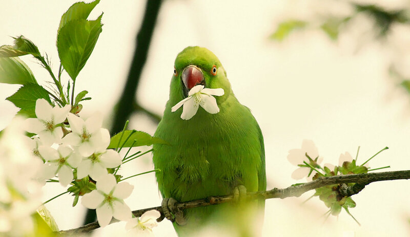 Green Parrot on Branch — Serene