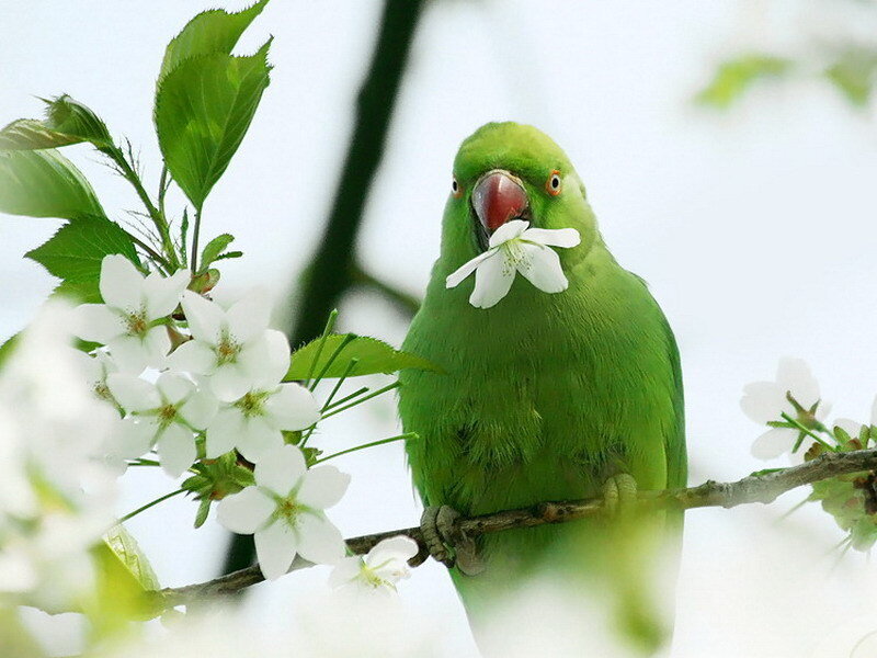 Green Parrot on Branch — Spring