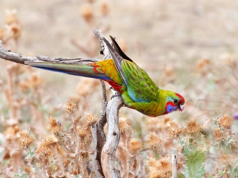 Green Parrot on Branch