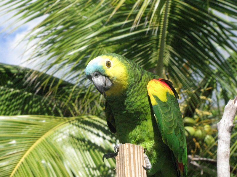 Green Parrot on Branch — Tropical