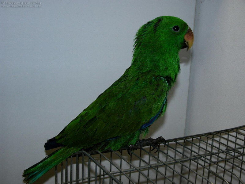 Green Parrot on Cage