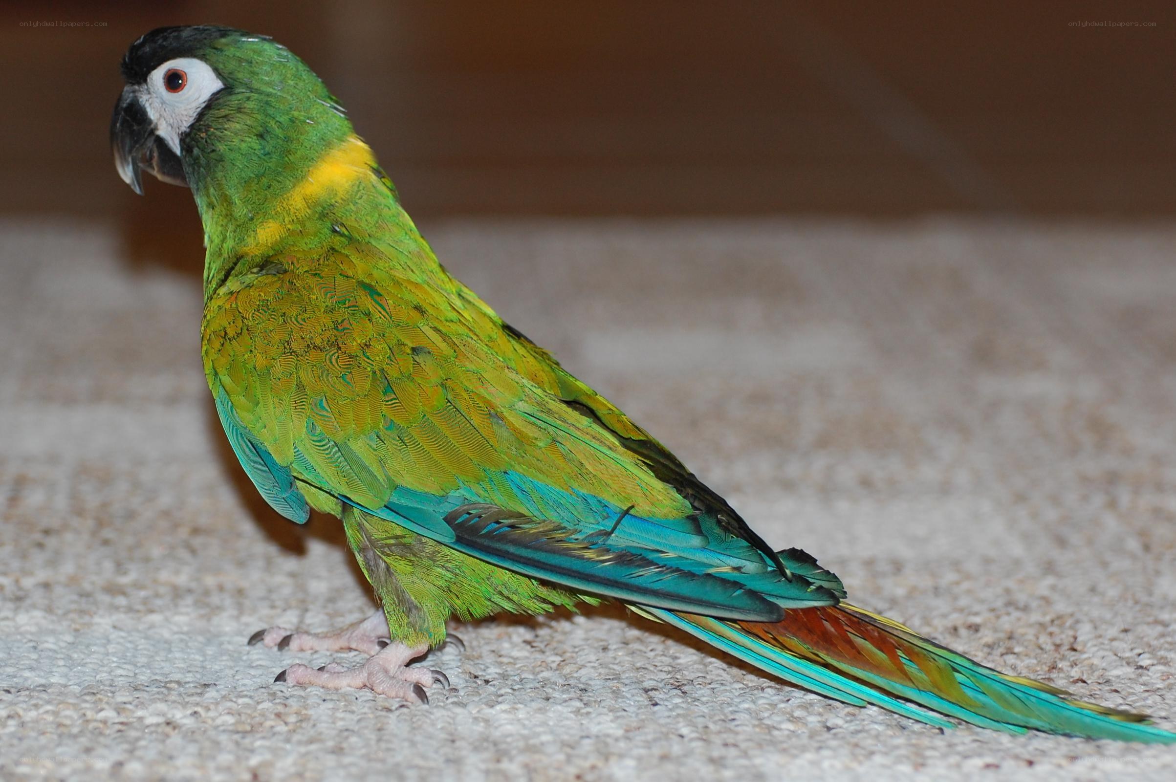 Green parrot on carpet