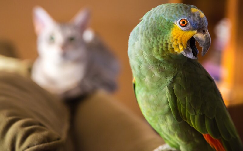 Green Parrot on Couch