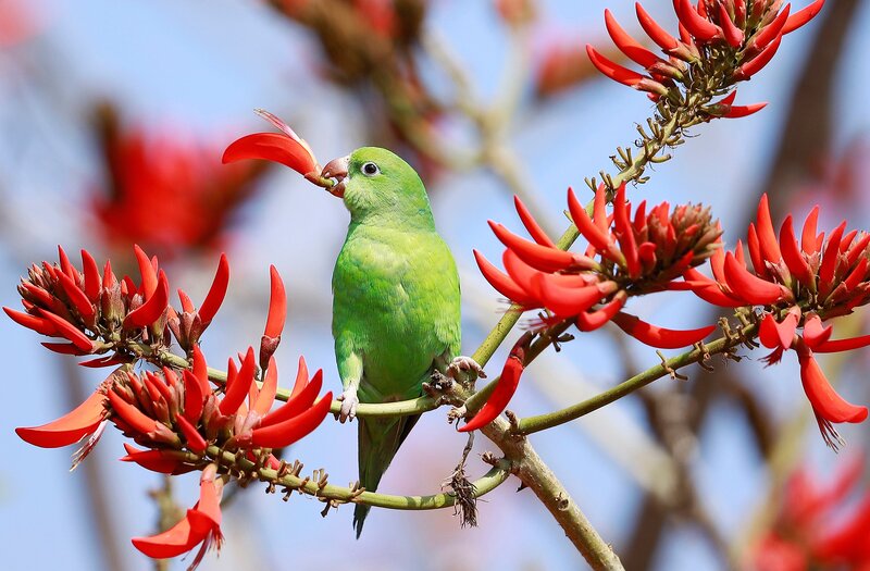 Green Parrot on Flower