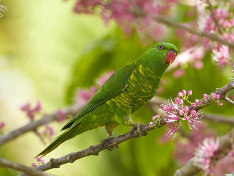 Green parrot on flowering branch