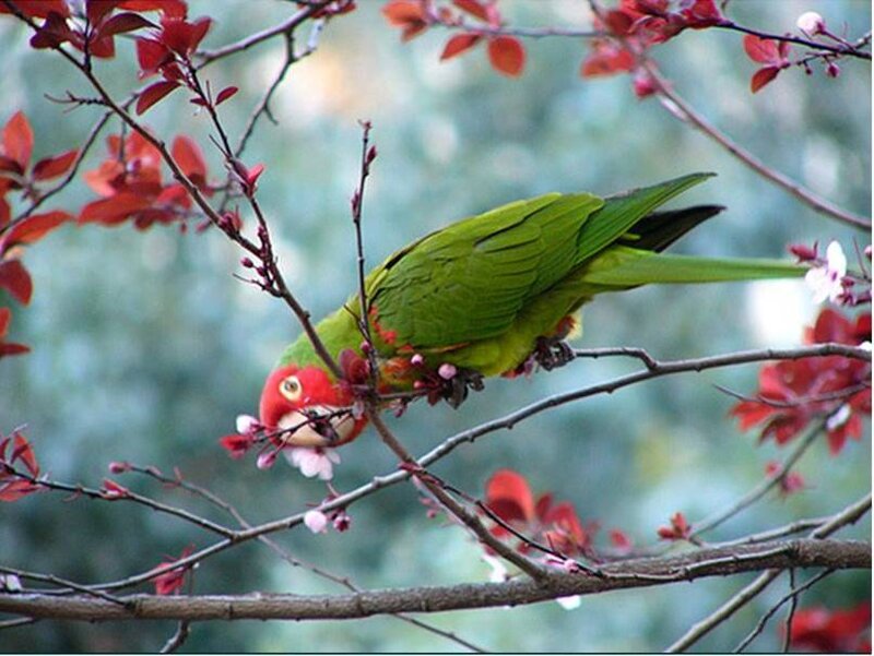 Green parrot on flowering branch