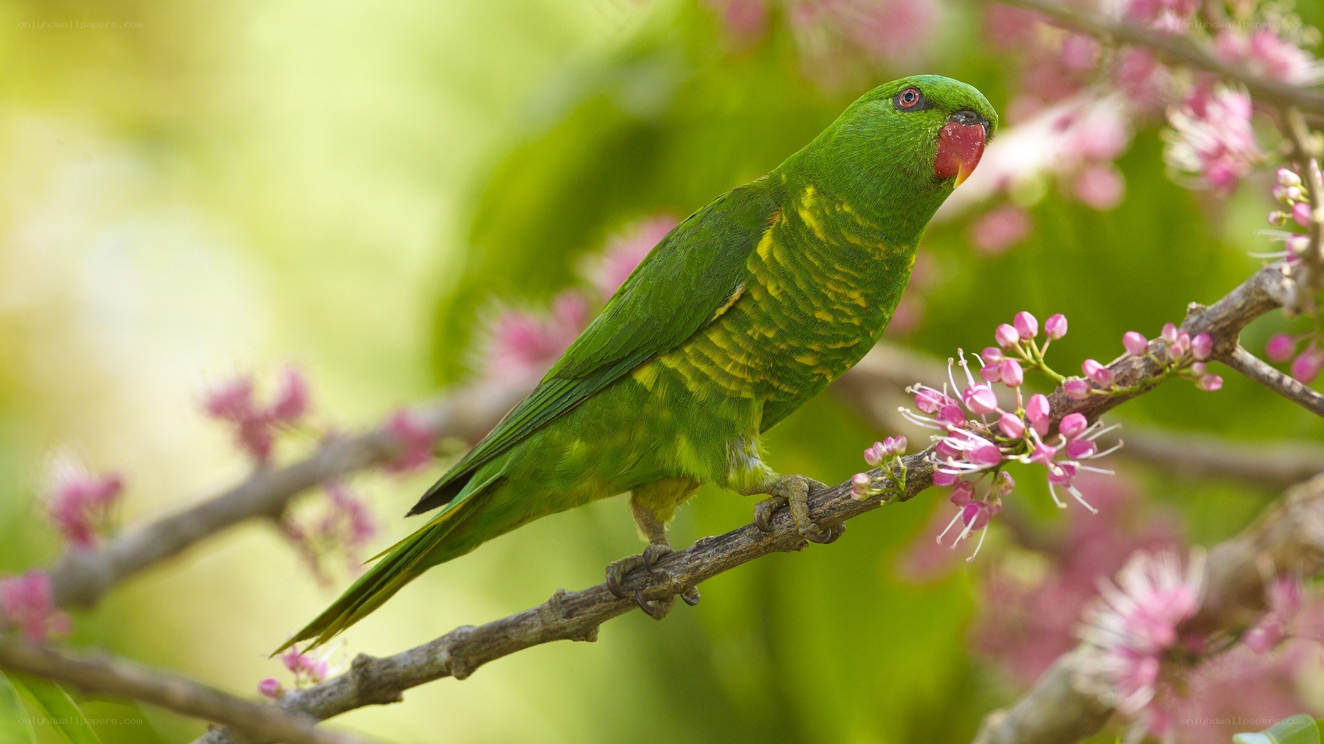 Green parrot on flowering branch