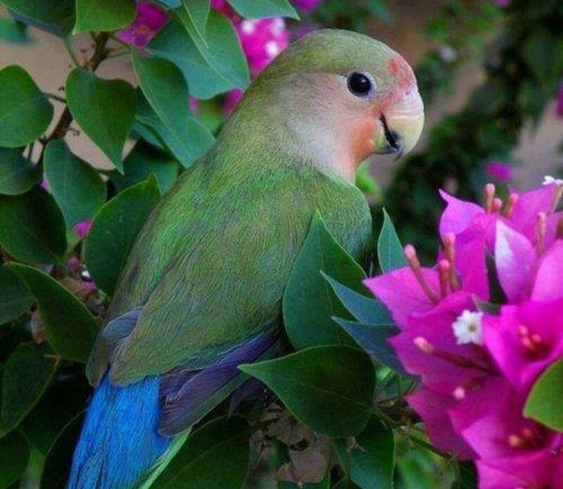 Green Parrot on Flowers — Calm