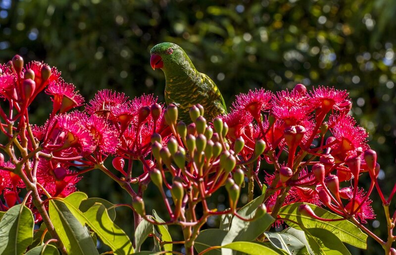 Green Parrot on Flowers — Natural, Afternoon