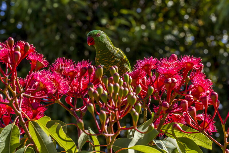 Green Parrot on Flowers — Natural