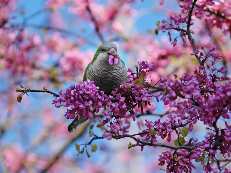 Green Parrot on Flowers — Pink, Serene