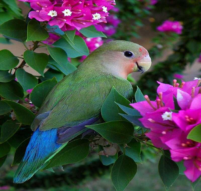 Green Parrot on Flowers
