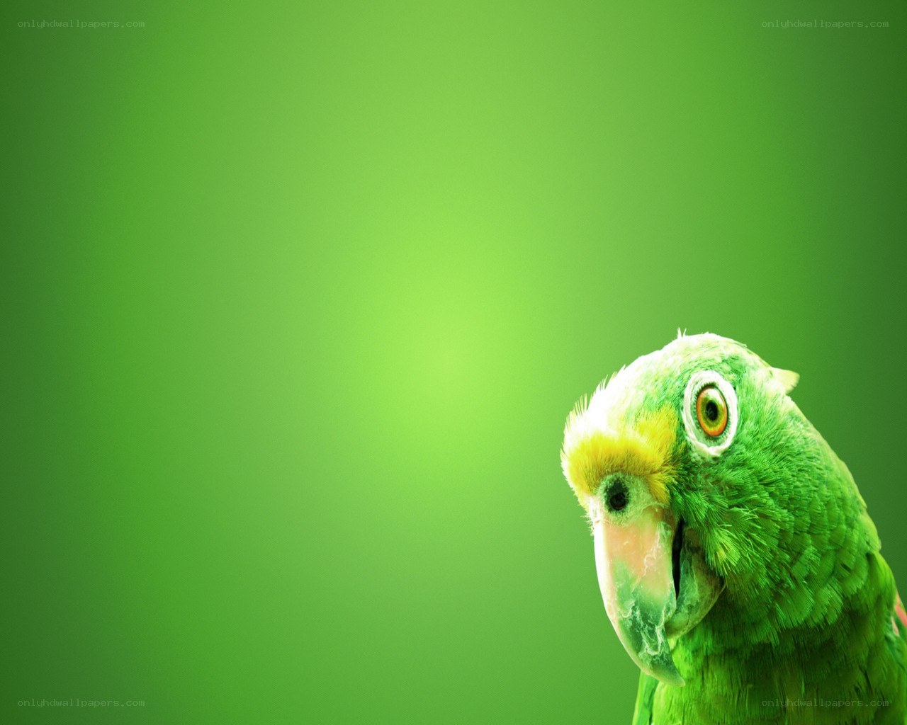 green parrot on green background