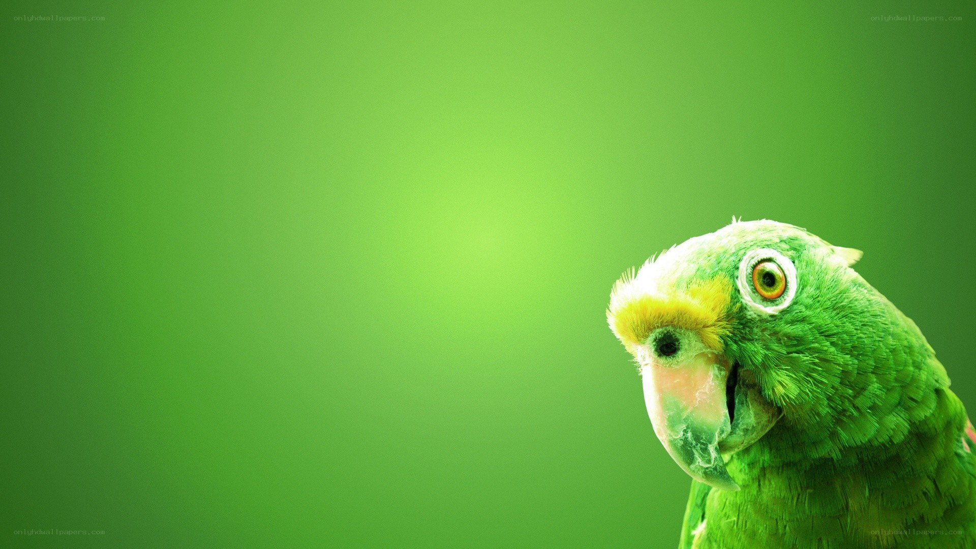 green parrot on green background