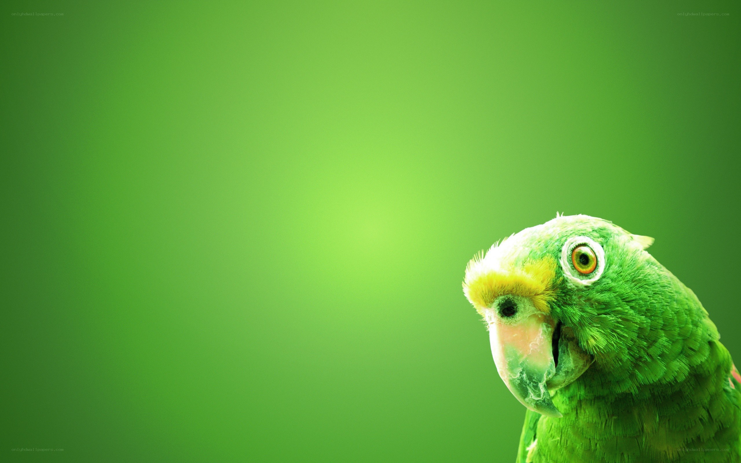 green parrot on green background