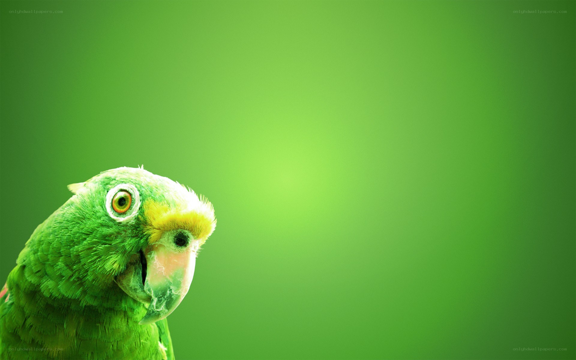 green parrot on green background