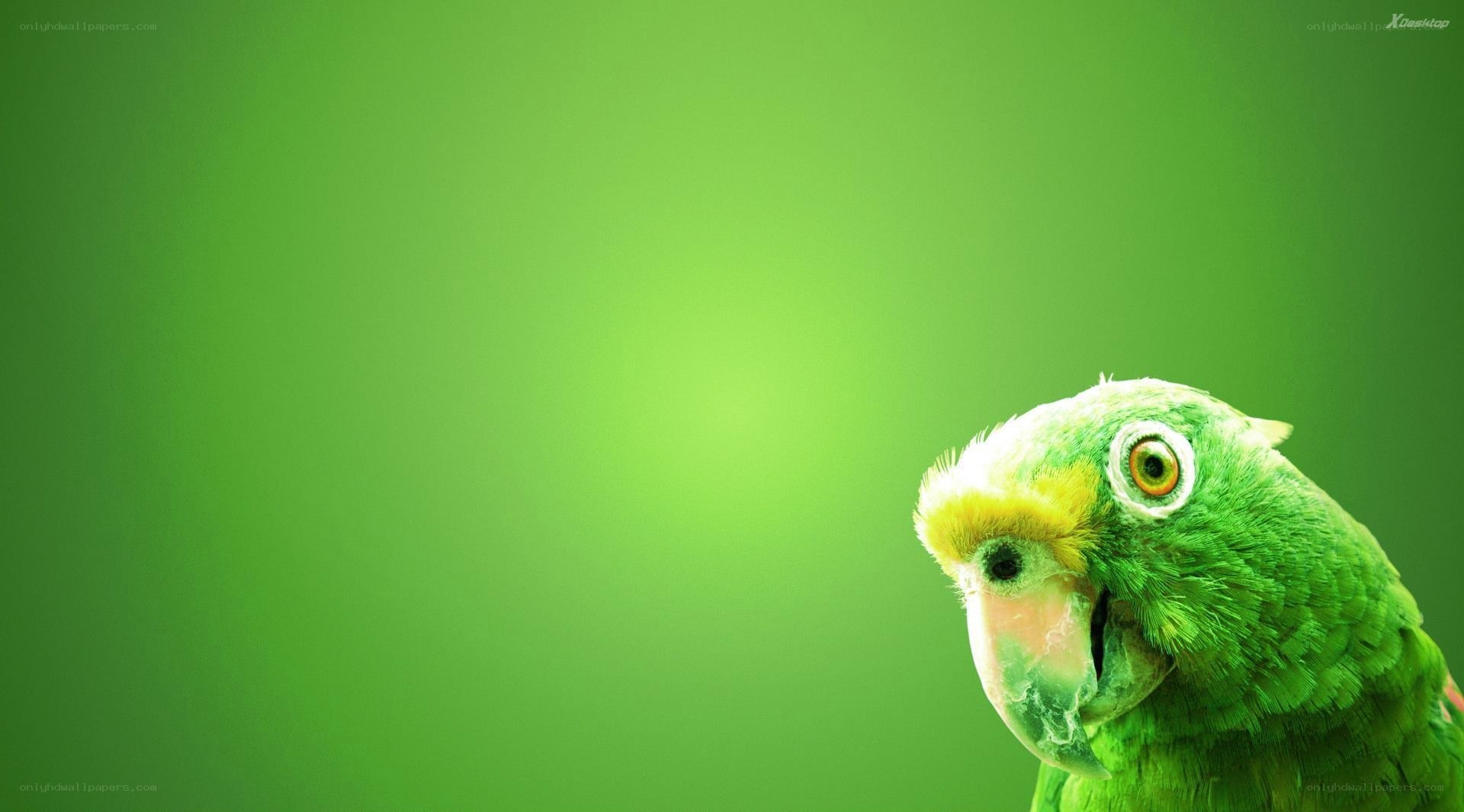 green parrot on green background