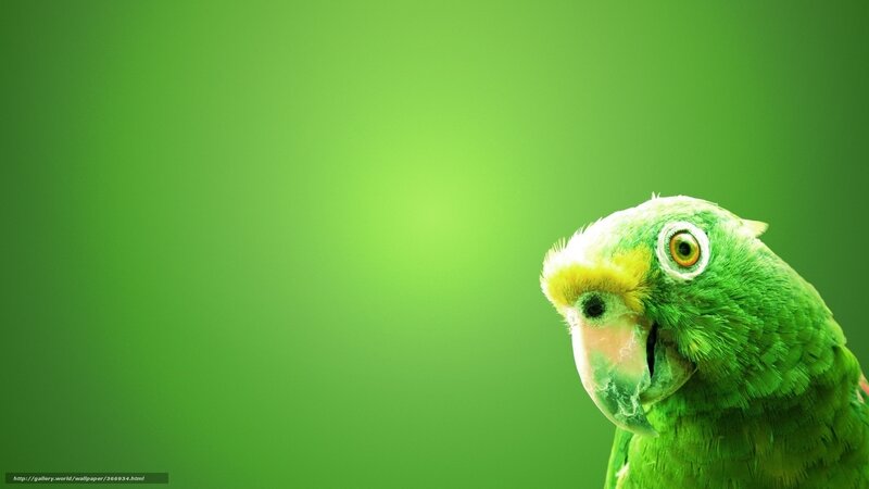 Green Parrot on Green Background — Calm