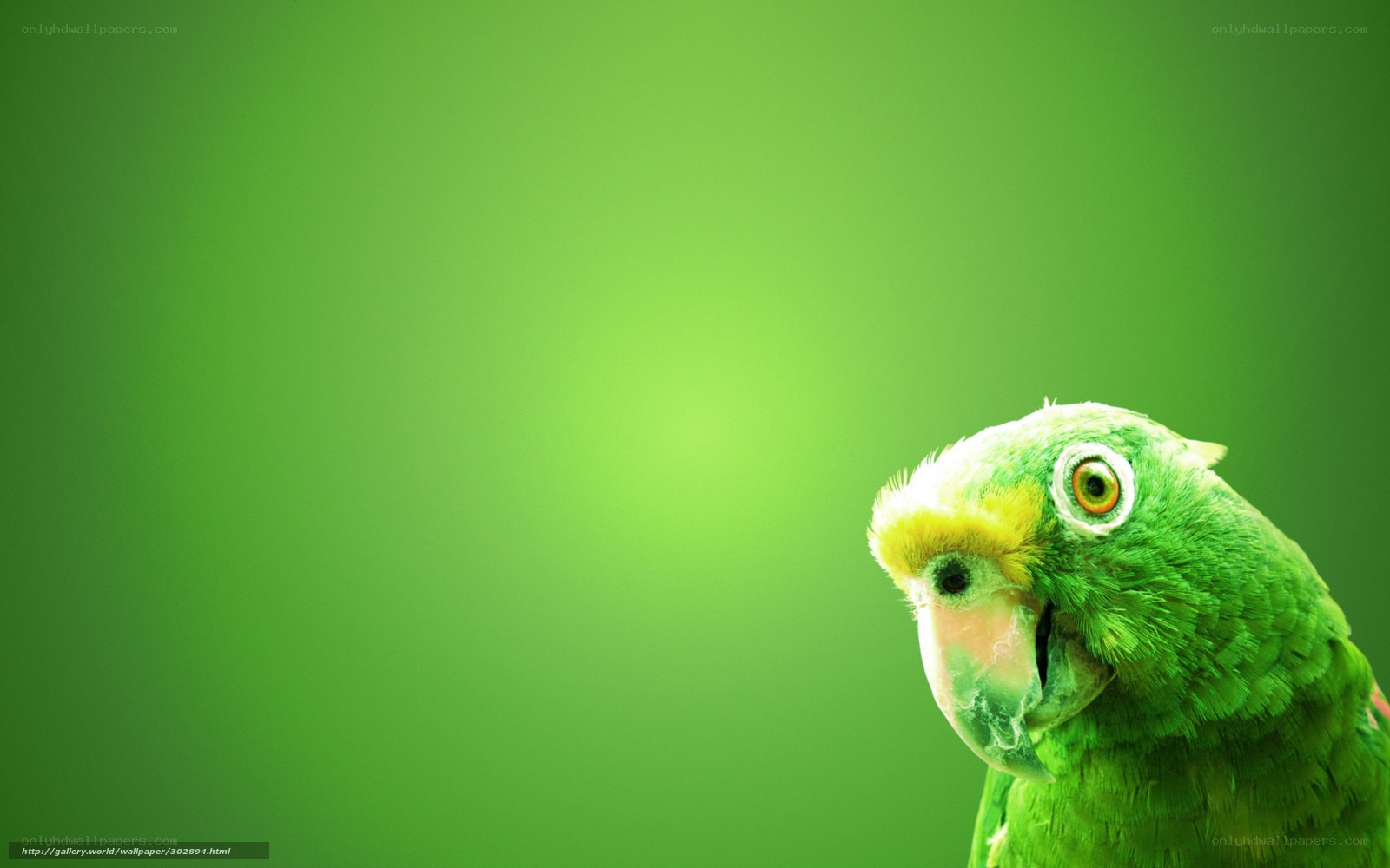 green parrot on green background