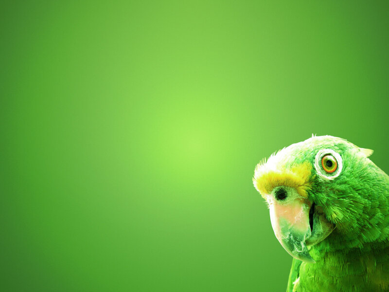 Green Parrot on Green — Calm, Photograph