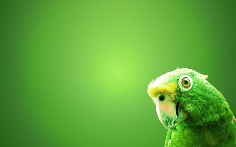 Green Parrot on Green — Photograph