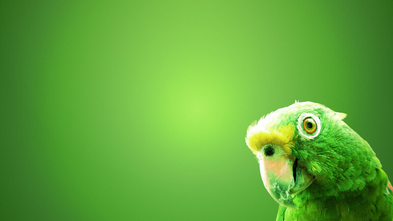 Green Parrot on Green
