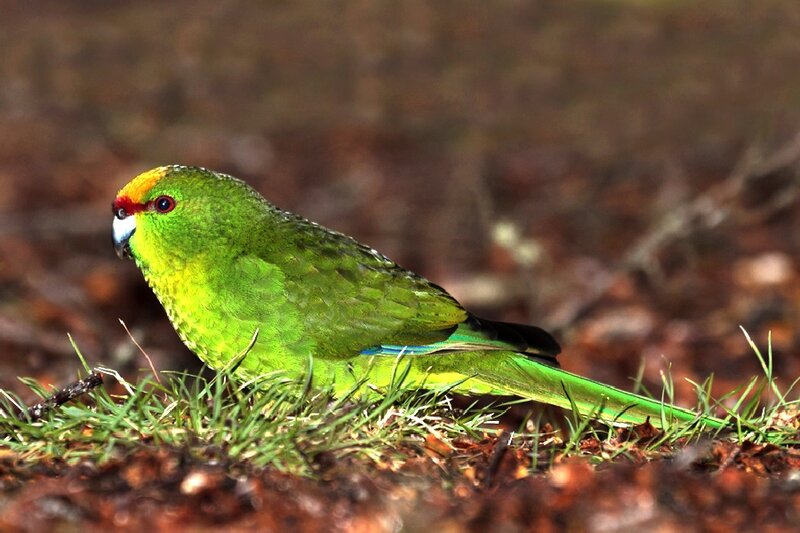 Green Parrot on Ground