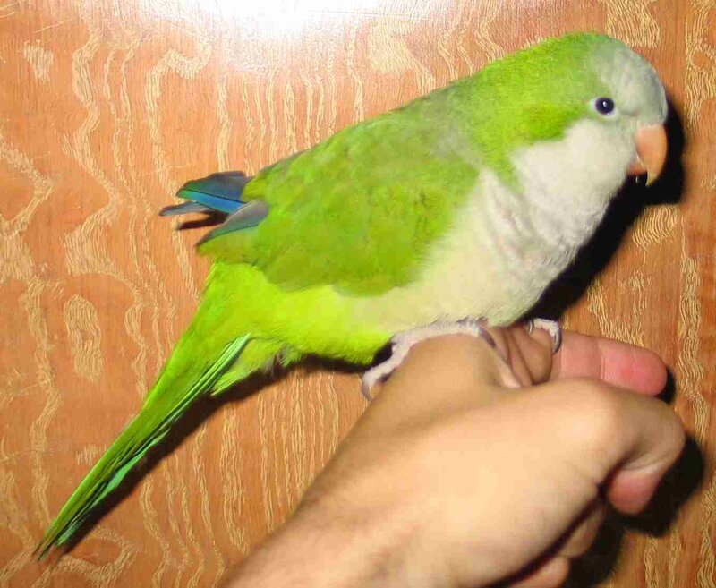 green parrot on hand