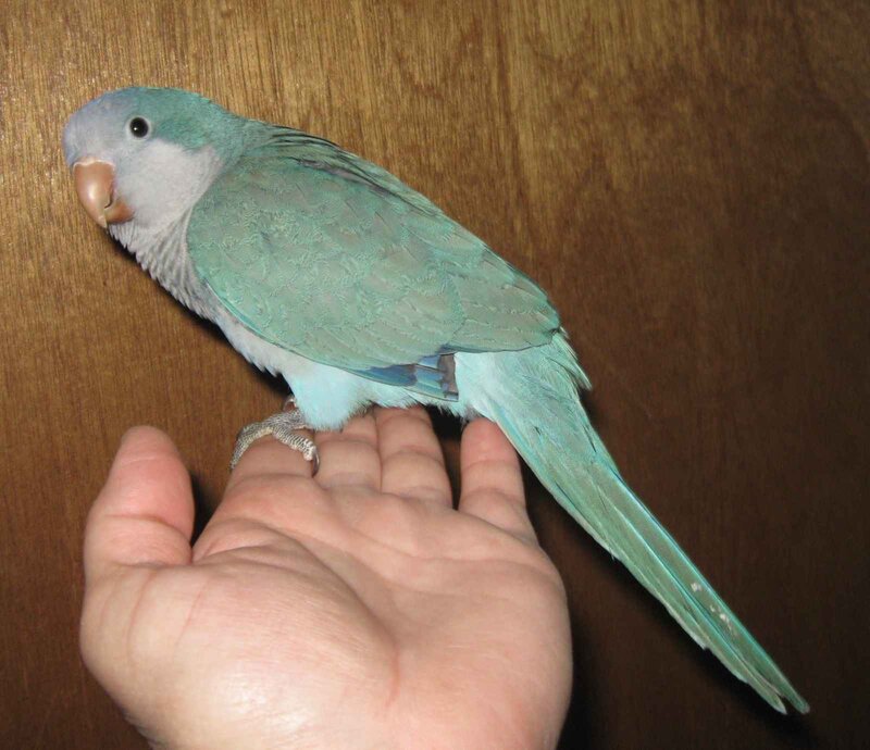 Green Parrot on Hand — Calm