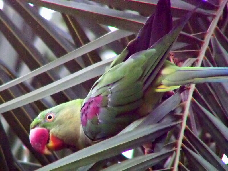 Green Parrot on Palm Frond
