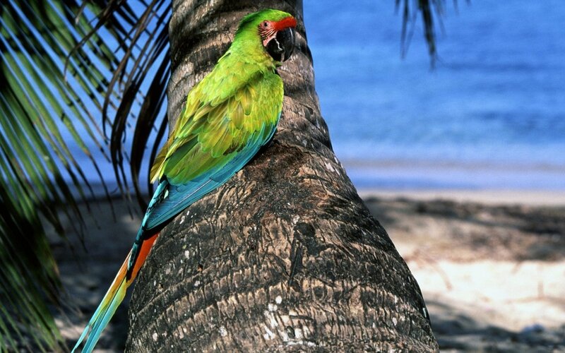 Green Parrot on Palm Tree