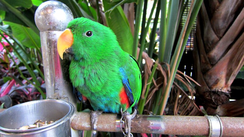 Green Parrot on Perch — Calm, Afternoon, Photograph