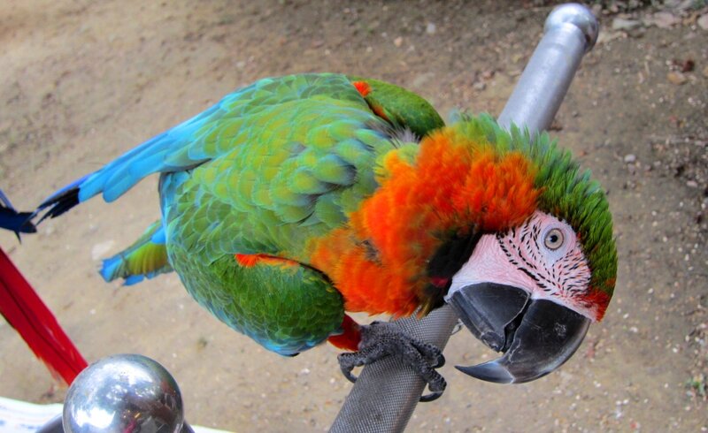 Green Parrot on Perch — Calm, Afternoon