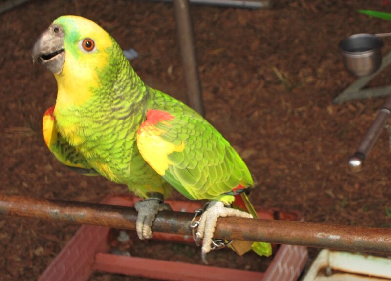 Green Parrot on Perch — Calm, Photograph