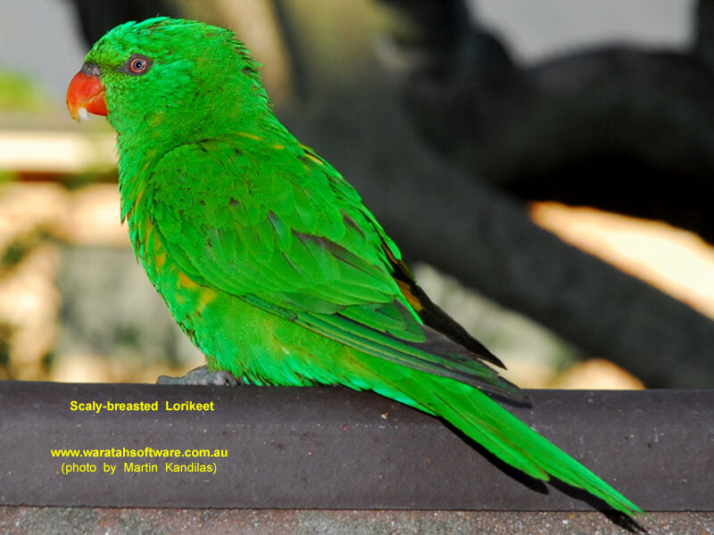 Green Parrot on Perch — Calm