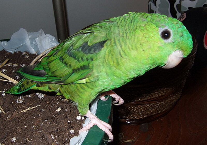Green Parrot on Perch