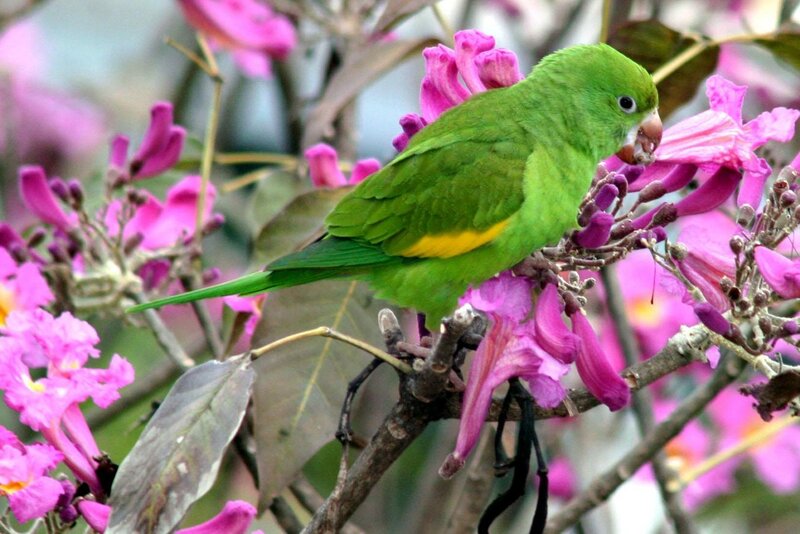 Green parrot on pink flowers