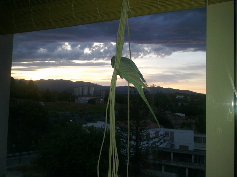 Green Parrot on Rope