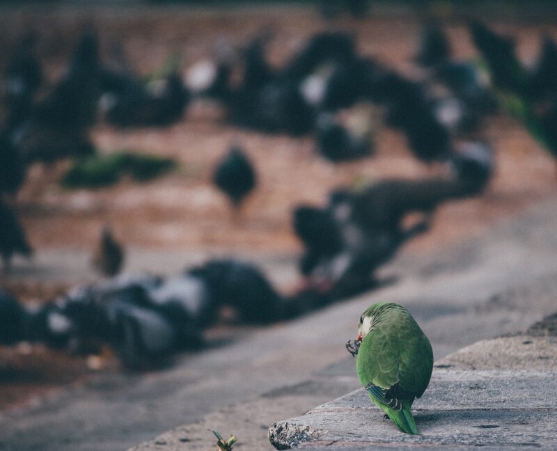 Green Parrot on Stone