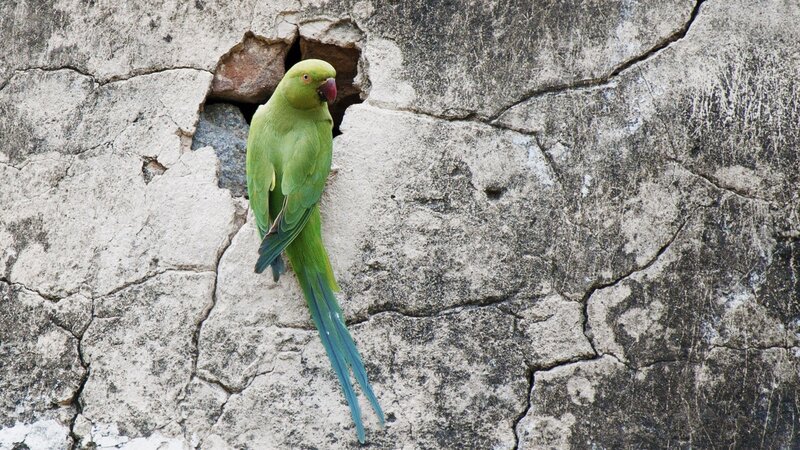 Green parrot on stone wall