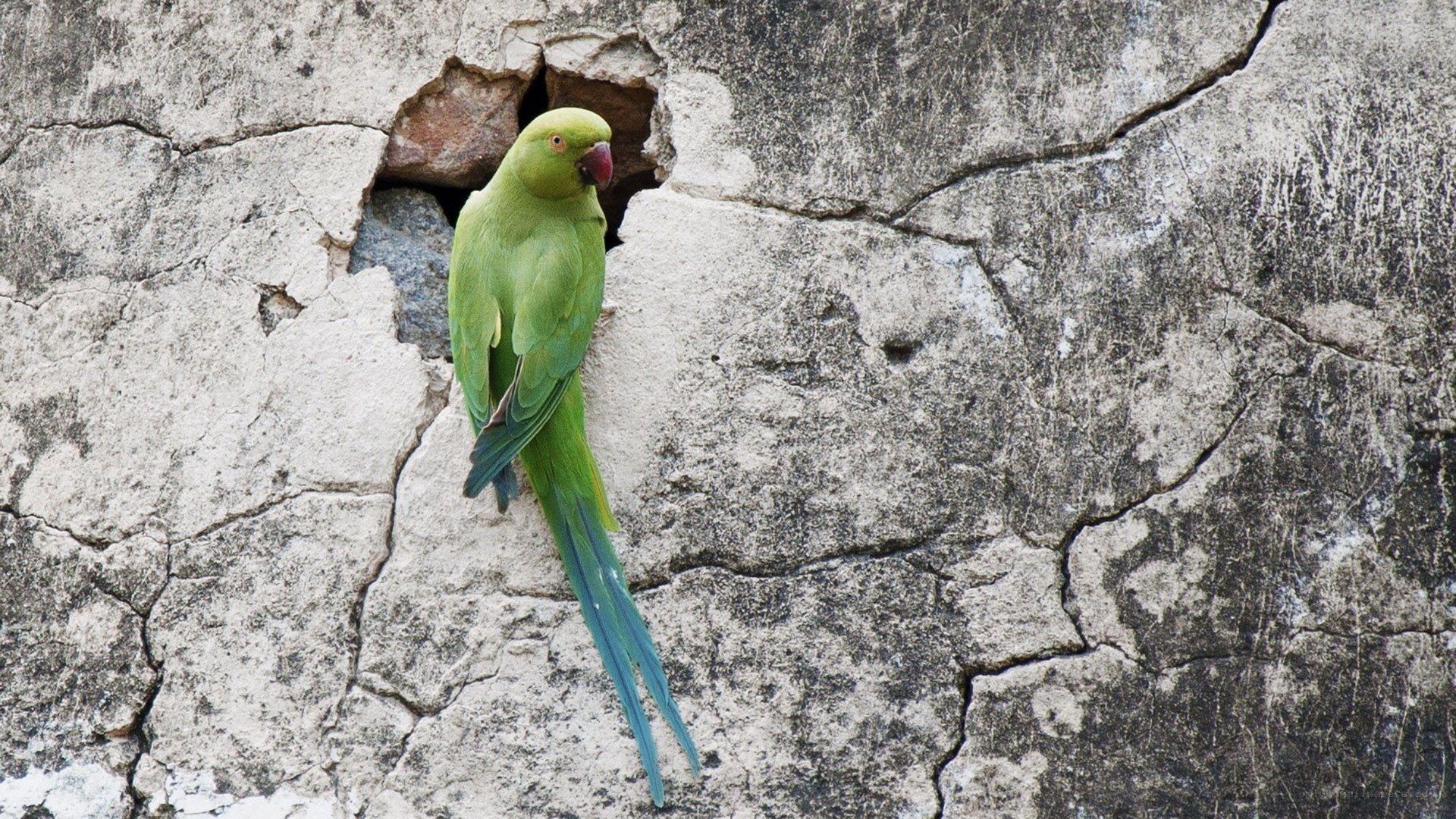 Green parrot on stone wall