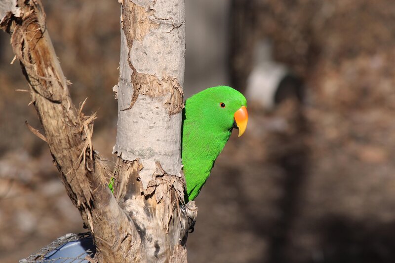 Green Parrot on Tree