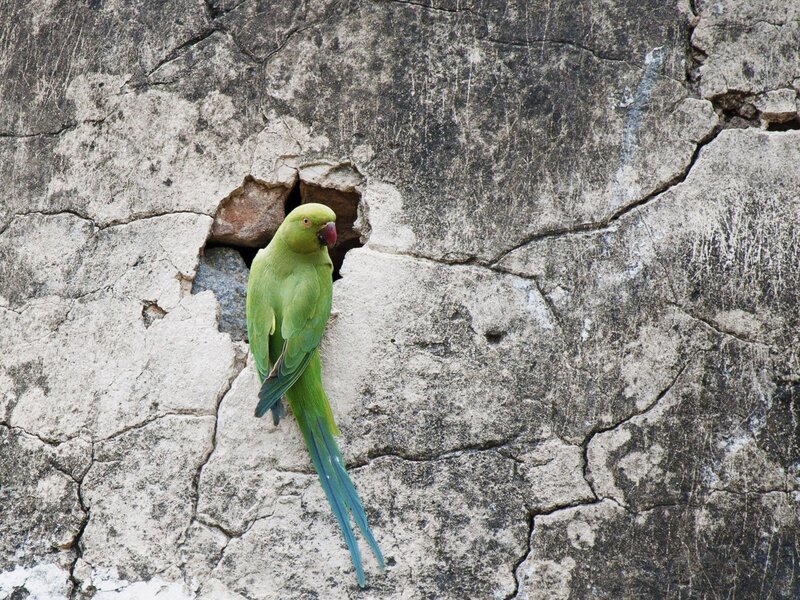 Green Parrot on Wall — Calm