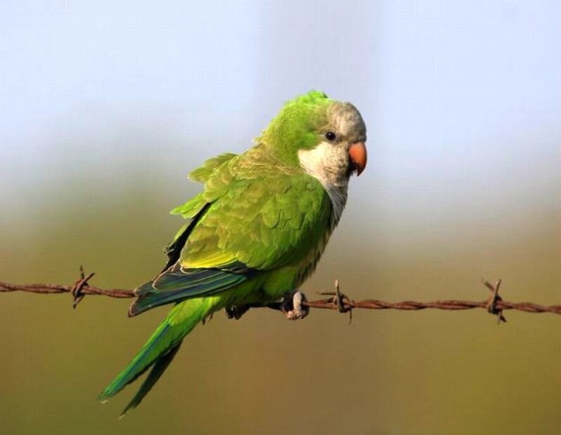 Green Parrot on Wire — Calm