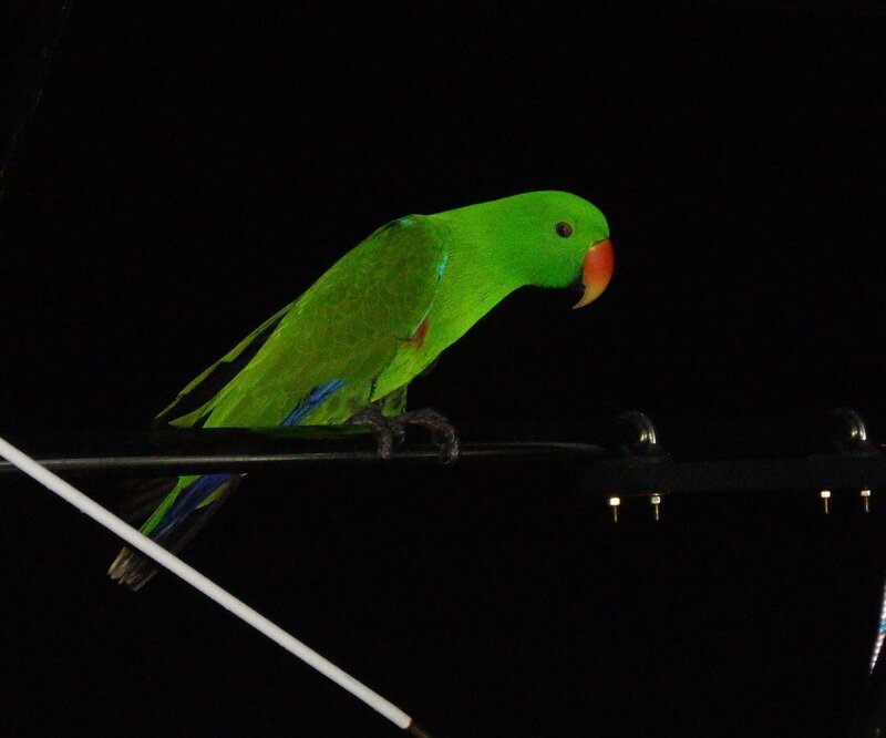 Green Parrot on Wire
