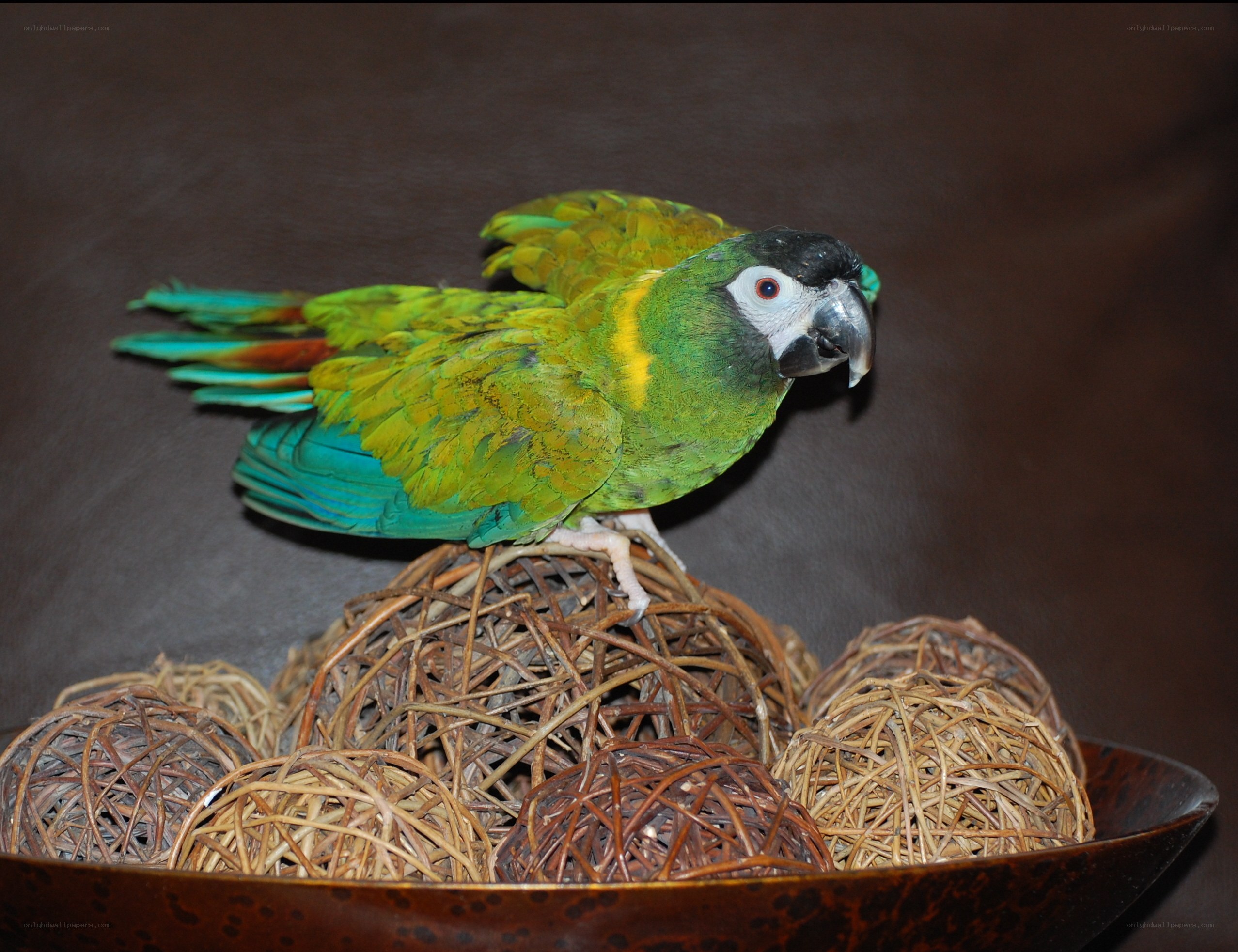 Green parrot on woven balls